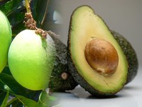 Foto kolase mangga dan alpukat. (Doik Pixabay)