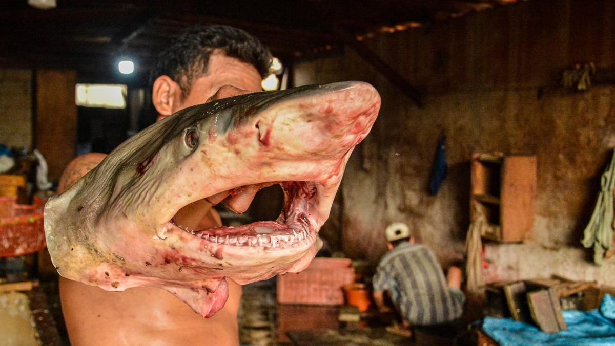 Ikan Predator seperti Hiu dan Tuna, Bolehkah Dimakan Muslim?