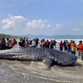 Melalui kolaborasi lintas instansi, tim peneliti dari Fakultas Perikanan dan Ilmu Kelautan (FPIK) Unsoed diterjunkan langsung untuk menginvestigasi fenomena keterdamparan beruntun hiu paus  yang terjadi di pesisir selatan Kabupaten Cilacap, Jawa Teng