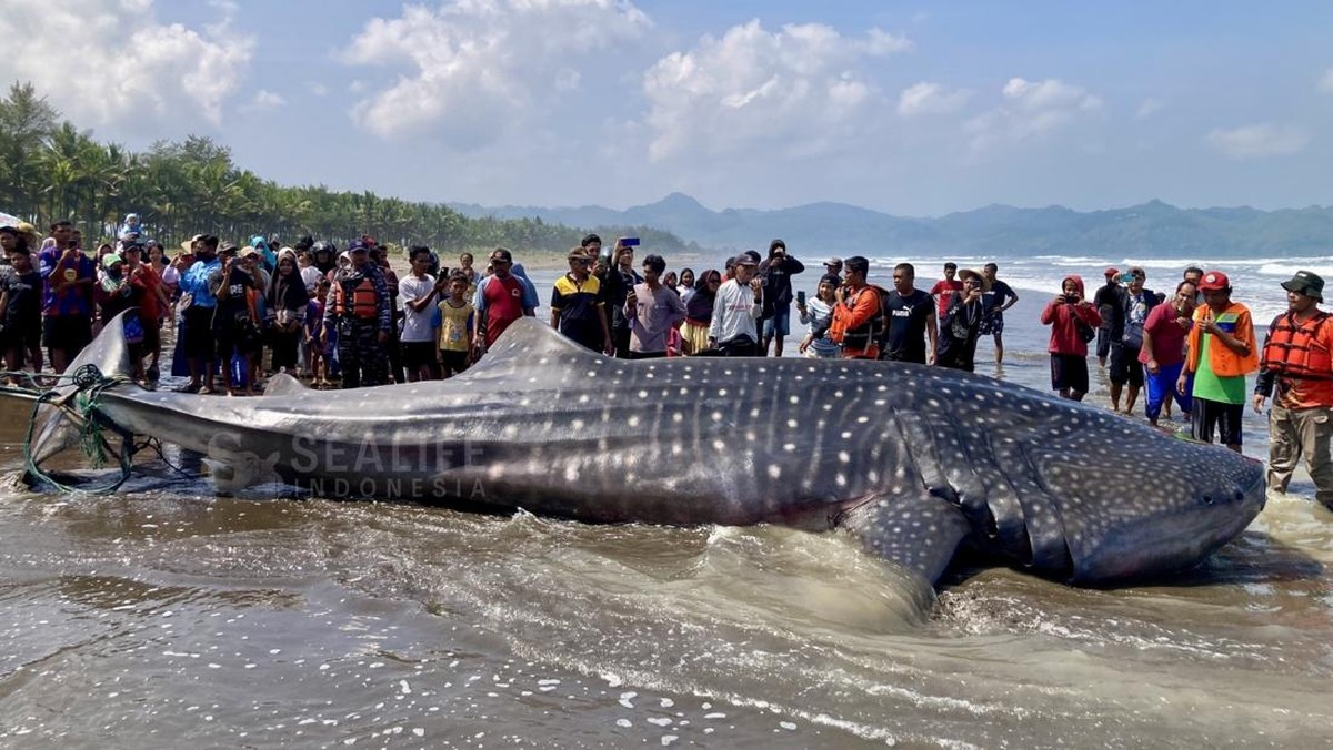 Kondisi RI Makin Parah, Hiu Raksasa Tabrak Pantai 