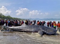 Melalui kolaborasi lintas instansi, tim peneliti dari Fakultas Perikanan dan Ilmu Kelautan (FPIK) Unsoed diterjunkan langsung untuk menginvestigasi fenomena keterdamparan beruntun hiu paus  yang terjadi di pesisir selatan Kabupaten Cilacap, Jawa Teng