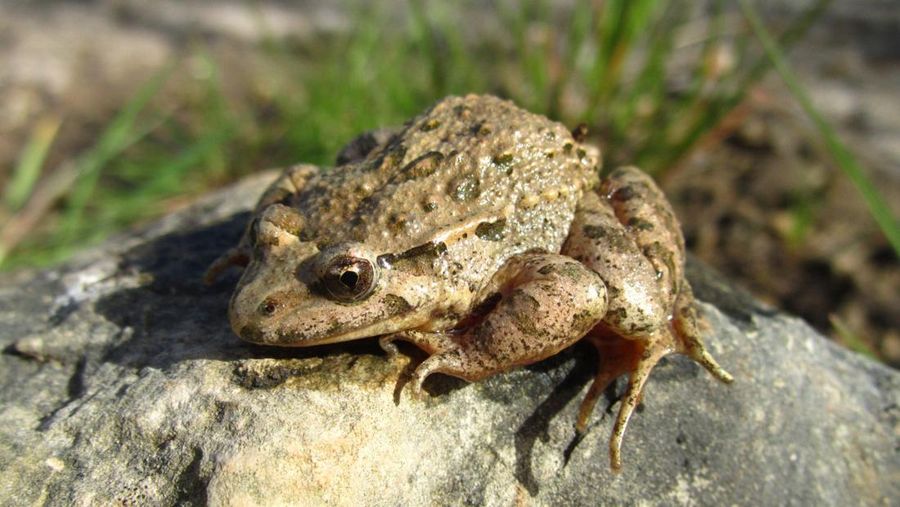 Xenopus laevis. (Dok. magnific.com)