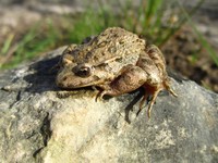 Xenopus laevis. (Dok. magnific.com)