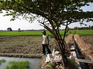 El Nino Hantui Jabar, Produksi Padi Terancam Merosot 15 Persen