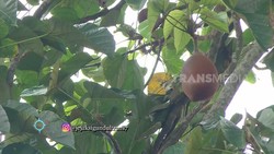 Asal-usul Idiom Mabuk Kepayang Ternyata dari Buah Ini