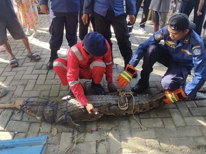 Buaya 2 Meter Teror Permukiman Warga di Kendari, Damkar Evakuasi