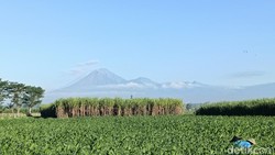 Gunung Semeru 18 Kali Erupsi, Tinggi Kolom Abu Capai 1.000 Meter