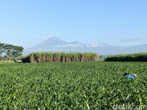 Gunung Semeru 18 Kali Erupsi, Tinggi Kolom Abu Capai 1.000 Meter
