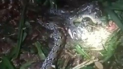Perlawanan Terakhir Suami Saat Istri Tewas Ditelan Piton 7,8 Meter di Taliabu