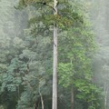 Pohon tertinggi di Asia 'Pedang Langit' yang mencapai 84,1 meter.