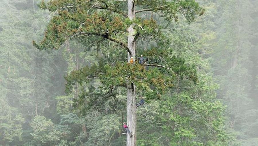 Pohon tertinggi di Asia 'Pedang Langit' yang mencapai 84,1 meter.