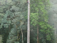 Pohon tertinggi di Asia 'Pedang Langit' yang mencapai 84,1 meter.