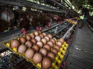 Dugaan Permainan Harga Ayam dan Telur Mulai Terendus