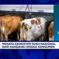 RI Masih Tergantung Susu Impor & Produksi Peternak Lokal Rendah, Apa Masalahnya?
