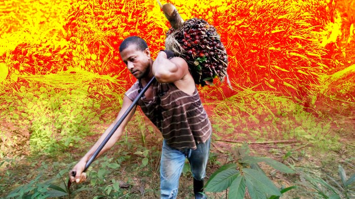 Belajar Pengalaman pahit di 2022 Harga Sawit Petani Jatuh