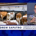 Bos Susu: Upaya Genjot Konsumsi Susu Dorong Peternak Lokal & Tekan Impor Susu