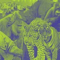 Kiamat! 4.000 Spesies Hewan di Asia Terancam Hilang Selamanya