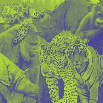 Kiamat! 4.000 Spesies Hewan di Asia Terancam Hilang Selamanya