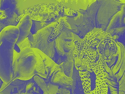 Kiamat! 4.000 Spesies Hewan di Asia Terancam Hilang Selamanya