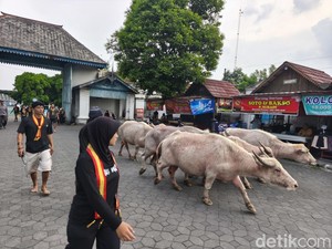 5 Kebo Bule Dilepas Keraton Solo Jelang Kirab Malam Satu Suro