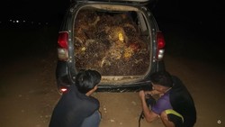 3 Pencuri di Kotim Kepergok Saat Muat 650 Kg Sawit ke Avanza