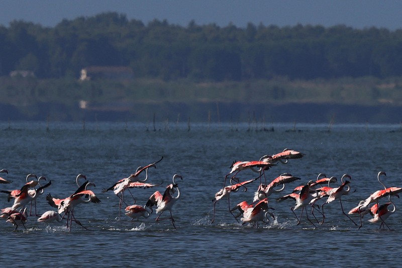 Pemandangan teluk di Kawasan Lindung Vjosa-Narta, tempat resor mewah direncanakan oleh perusahaan yang terkait dengan menantu Donald Trump, Jared Kushner, di Zvernec dekat Vlora, Albania, 10 Juni 2026. (REUTERS/Florion Goga)