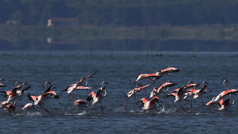 Burung flamingo di Kawasan Lindung Vjosa-Narta, tempat resor mewah direncanakan oleh perusahaan yang terkait dengan menantu Donald Trump, Jared Kushner, di Zvernec dekat Vlora, Albania, 10 Juni 2026.