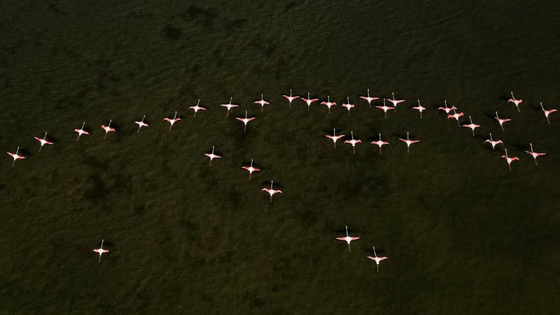 Sebuah tayangan drone menunjukkan burung flamingo di Kawasan Lindung Vjosa-Narta, tempat resor mewah direncanakan oleh sebuah perusahaan yang terkait dengan menantu Donald Trump, Jared Kushner, di Zvernec dekat Vlora, Albania, 10 Juni 2026.