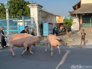 2 Ekor Masih Birahi, Kirab Malam 1 Suro di Solo Hanya Diikuti 3 Kebo Bule
