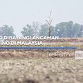 Harga CPO Dibayangi Ancaman El Nino di Malaysia