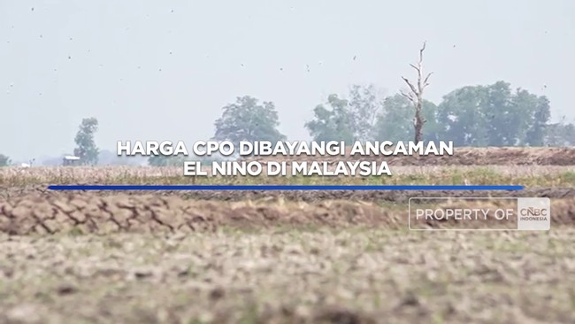 Video: Harga CPO Dibayangi Ancaman El Nino di Malaysia