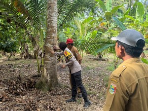 Petani di Lampung Dibuat Panik gegara Beruang Masuk Kebun