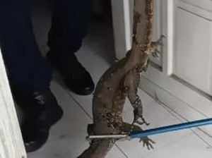 Sat-set! Damkar Kotim Evakuasi Biawak Masuk Rumah dalam Enam Menit