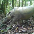 Badak Pari terekam camera trap yang dipasang BKSDA Kaltim. (Dok. BKSDA Kaltim via Detikcom)