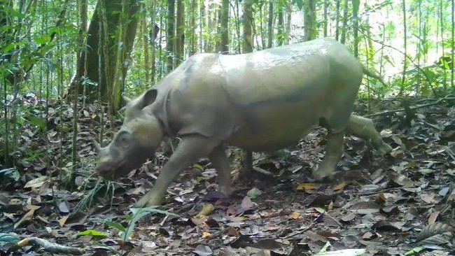 Ternyata Ada Badak di Kalimantan, Begini Nasibnya