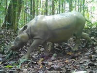 Badak Pari terekam camera trap yang dipasang BKSDA Kaltim. (Dok. BKSDA Kaltim via Detikcom)