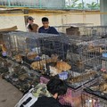 (dok/Vietnam Cat Welfare and Humane World for Animals Viet Nam via Sosial Media)