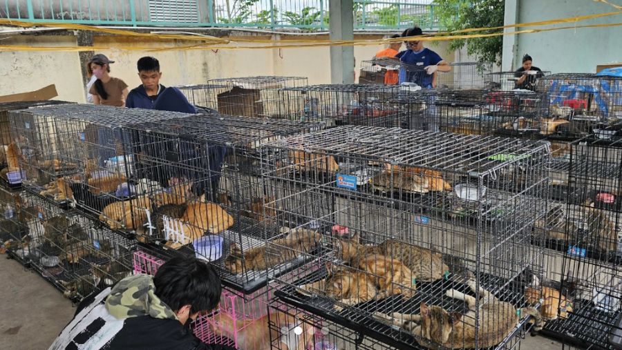 (dok/Vietnam Cat Welfare and Humane World for Animals Viet Nam via Sosial Media)