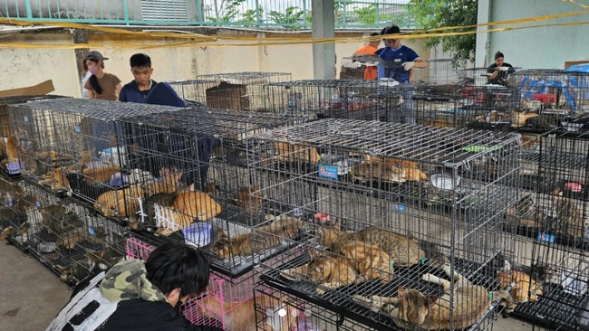 Polisi Gerebek Markas Penculik Kucing, Diduga untuk Dimakan