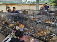 (dok/Vietnam Cat Welfare and Humane World for Animals Viet Nam via Sosial Media)