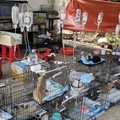 (dok/Vietnam Cat Welfare and Humane World for Animals Viet Nam via Sosial Media)