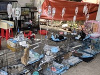 (dok/Vietnam Cat Welfare and Humane World for Animals Viet Nam via Sosial Media)