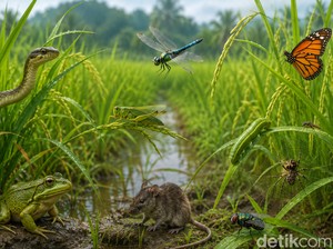 Deretan Penghuni Sawah dalam Bahasa Sunda