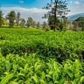 Ilustrasi Kebun Teh. (Pexels)