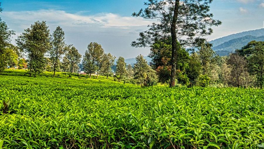 Ilustrasi Kebun Teh. (Pexels)
