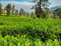 Ilustrasi Kebun Teh. (Pexels)