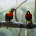 Blue-fronted lorikeet. (Pexels)