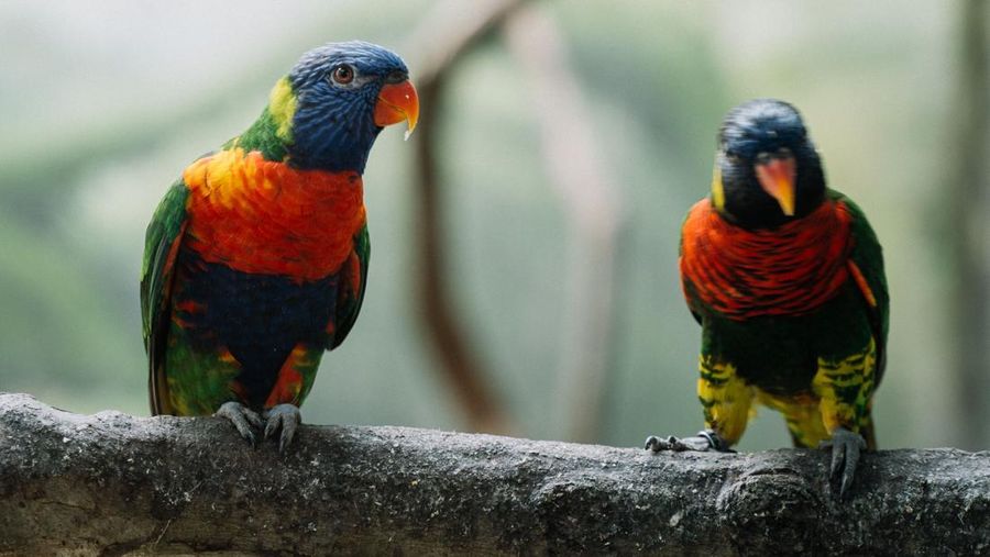 Blue-fronted lorikeet. (Pexels)