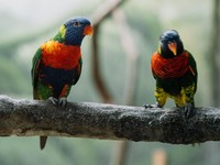 Blue-fronted lorikeet. (Pexels)