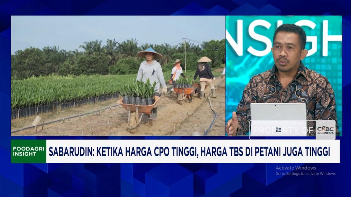 Video: Harga TBS Turun Sambut PT DSI, 2 Juta Petani Sawit Merugi 